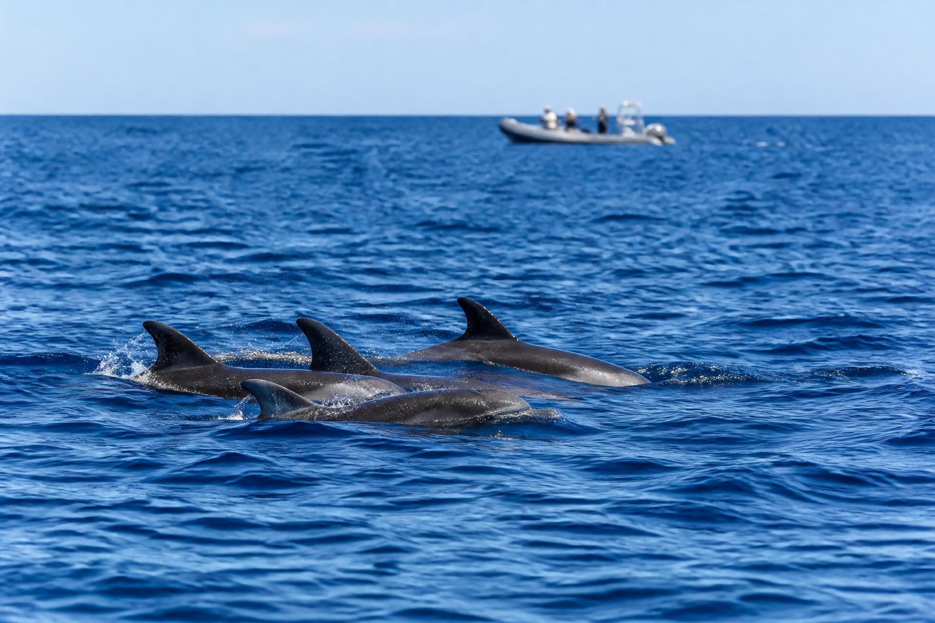 Dauphins nageant dans l'océan Atlantique au large de Madère