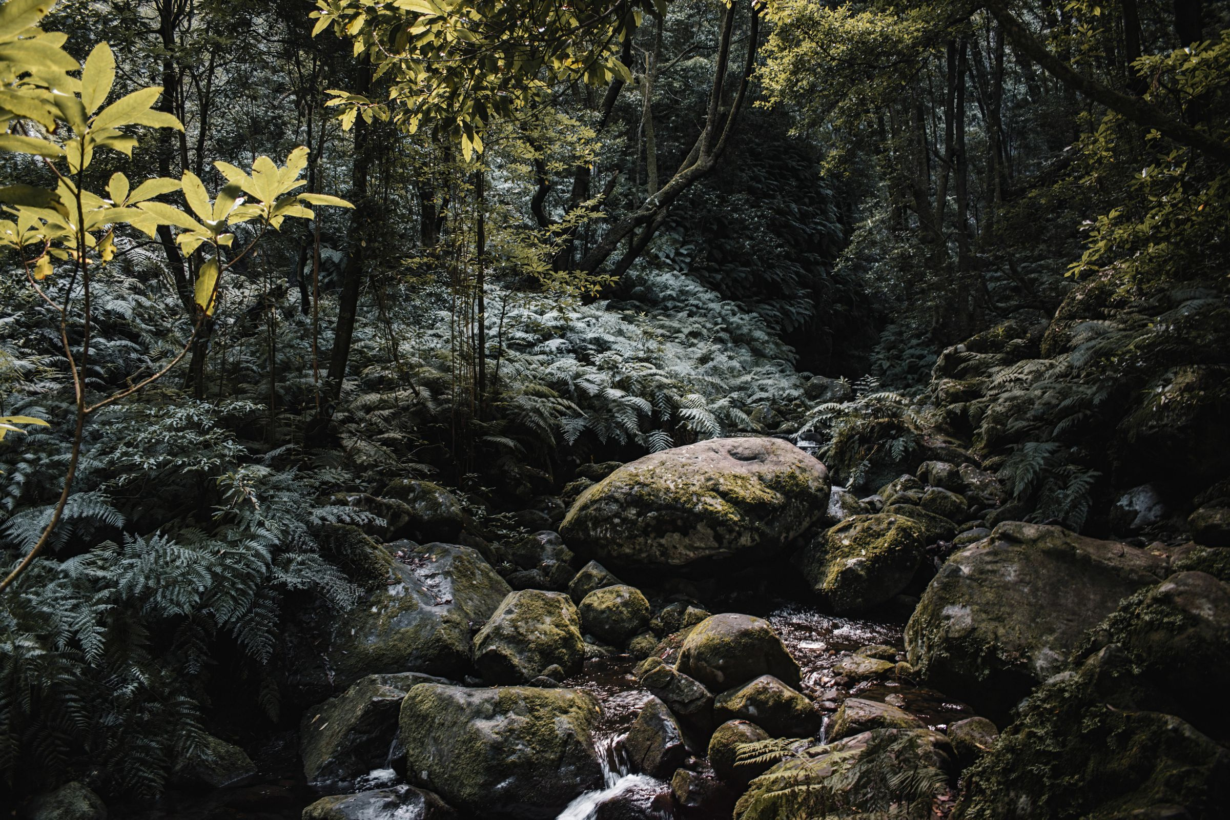 Stream and rocks in the humid forest of northern Madeira