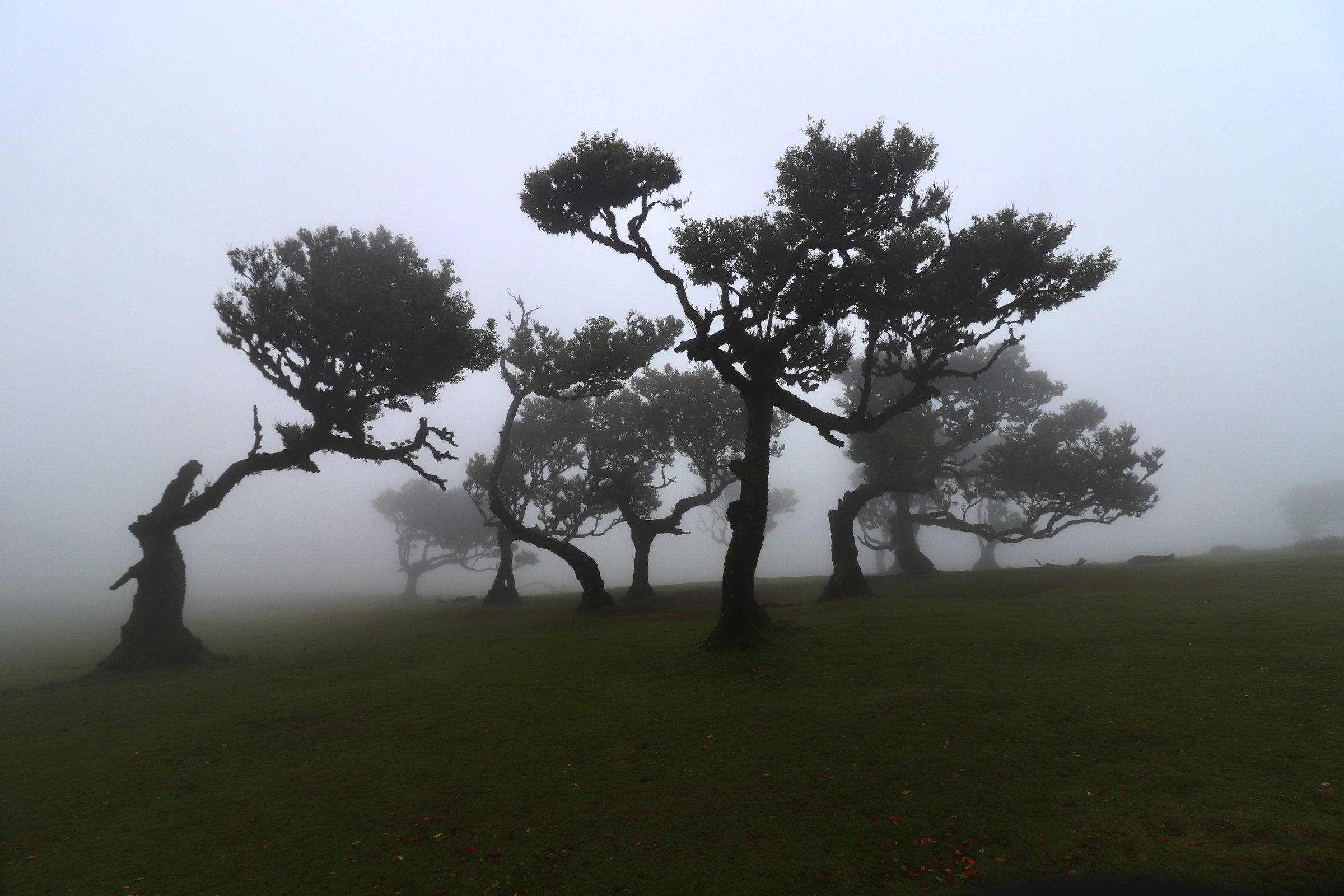 Fanal et Pico do Arieiro, au-dessus des nuages · Madère