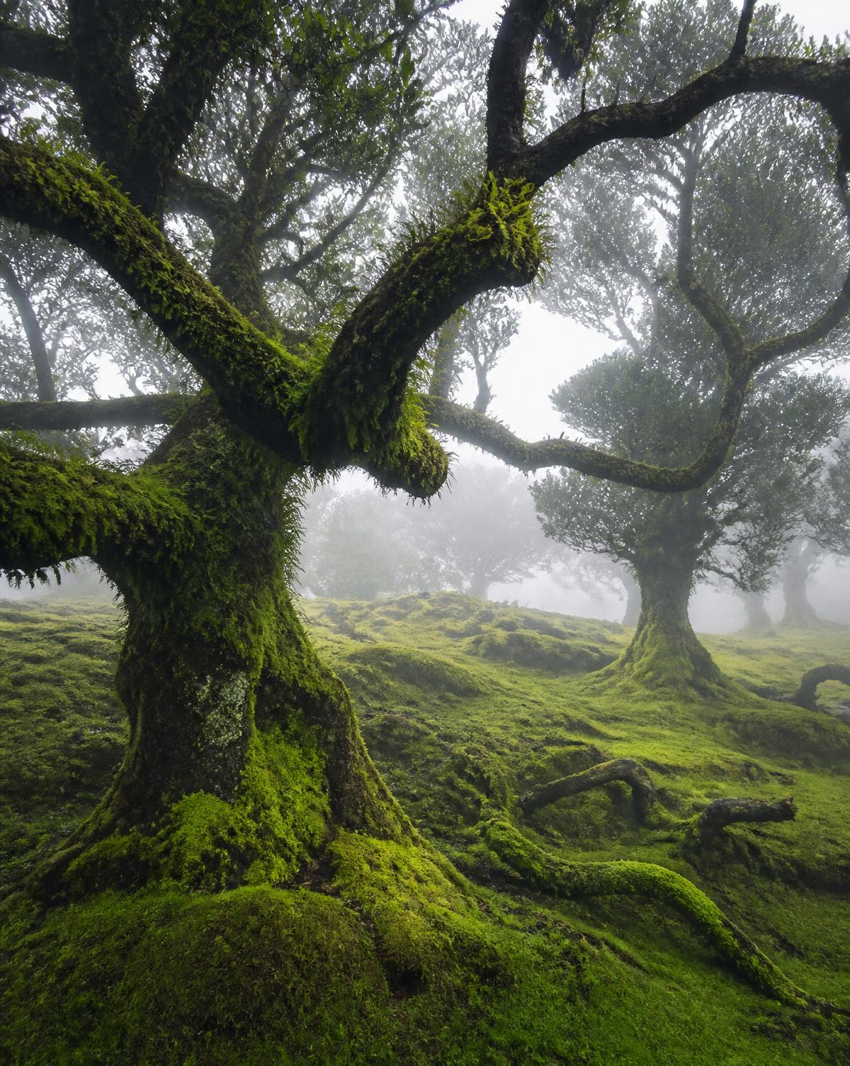 Fanal et Pico do Arieiro, au-dessus des nuages · Madère